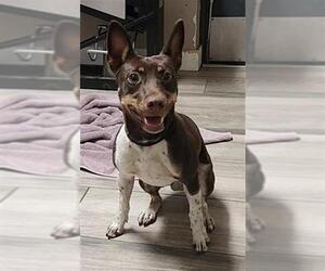 Chihuahua-Unknown Mix Dogs for adoption in Redlands, CA, USA