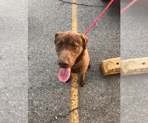 Chocolate Labrador retriever-Unknown Mix Dogs for adoption in La Porte, IN, USA