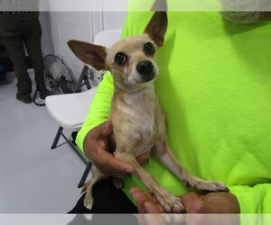 Chihuahua Dogs for adoption in Temple, TX, USA