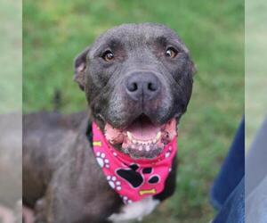 American Staffordshire Terrier-Unknown Mix Dogs for adoption in San Antonio, TX, USA