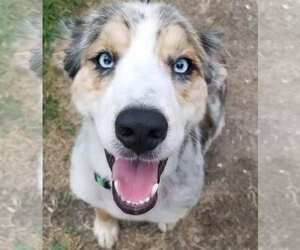 Australian Shepherd Dogs for adoption in Harrison, AR, USA
