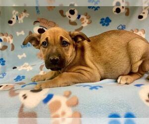 German Shepherd Dog Dogs for adoption in HESPERIA, CA, USA