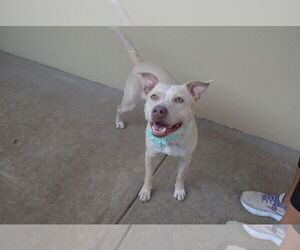American Staffordshire Terrier-Unknown Mix Dogs for adoption in McKinney, TX, USA