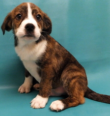 Medium Photo #1 Border-Aussie Puppy For Sale in Morton Grove, IL, USA
