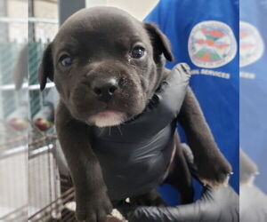 Dachshund-Unknown Mix Dogs for adoption in San Bernardino, CA, USA