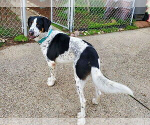 Coonhound-Unknown Mix Dogs for adoption in Fishers, IN, USA