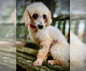 Poodle (Miniature) Dogs for adoption in Pacolet, SC, USA