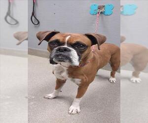 Boxer-Unknown Mix Dogs for adoption in Las Vegas, NV, USA