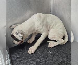 Pointer-Unknown Mix Dogs for adoption in San Antonio, TX, USA