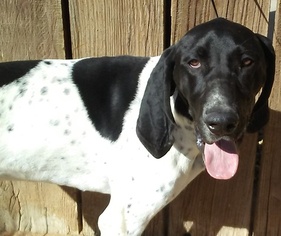 Pointer Dogs for adoption in Apple Valley, CA, USA