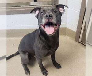American Pit Bull Terrier Dogs for adoption in Decatur, IL, USA
