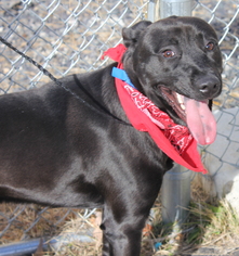 Labrador Retriever-Unknown Mix Dogs for adoption in Clayton, NJ, USA