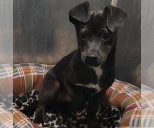 Labrador Retriever-Unknown Mix Dogs for adoption in San Antonio, TX, USA