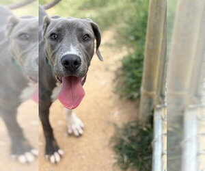 Great Dane-Unknown Mix Dogs for adoption in Augusta, GA, USA