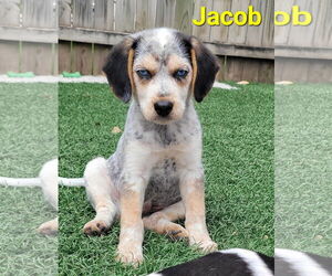 Beagle-Unknown Mix Dogs for adoption in Des Moines, IA, USA