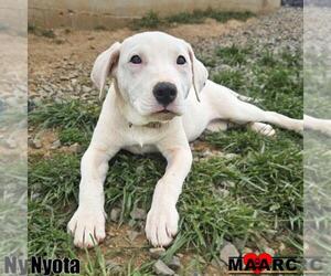 Labrador Retriever-Unknown Mix Dogs for adoption in Maryville, TN, USA
