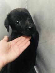 Small Labrador Retriever Mix