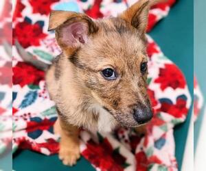 Mutt Dogs for adoption in Belleville, MI, USA
