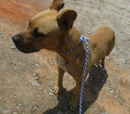 Shepradors Dogs for adoption in Ozark, AL, USA