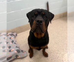 Rottweiler Dogs for adoption in Brighton, CO, USA