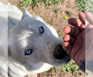 Siberian Husky Dogs for adoption in Omaha, NE, USA