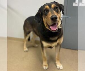 Black and Tan Coonhound-Unknown Mix Dogs for adoption in Aurora, CO, USA