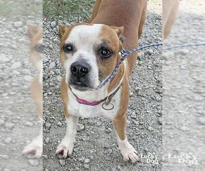 Bogle Dogs for adoption in Washington, DC, USA