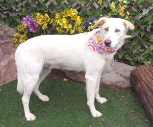 Anatolian Shepherd-Unknown Mix Dogs for adoption in Oklahoma City, OK, USA