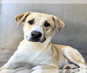 German Shepherd Dog-Unknown Mix Dogs for adoption in San Bernardino, CA, USA