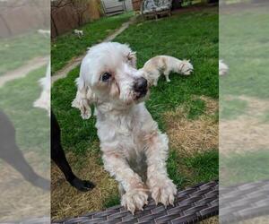 Maltipoo Dogs for adoption in Seven Valleys, PA, USA