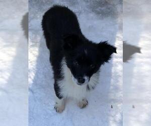Border-Aussie Dogs for adoption in Remus, MI, USA