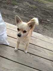 Chihuahua Dogs for adoption in Fayette, MO, USA