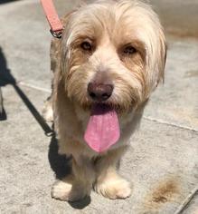 Tibetan Terrier-Unknown Mix Dogs for adoption in Lake Forest, CA, USA