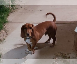 Basschshund Dogs for adoption in Peoria, AZ, USA