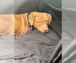 Dogue de Bordeaux-Unknown Mix Dogs for adoption in Crete, IL, USA