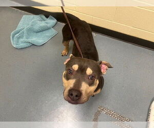 American Pit Bull Terrier Dogs for adoption in Denver, CO, USA