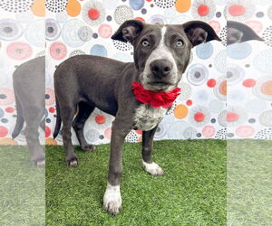 American Pit Bull Terrier-Unknown Mix Dogs for adoption in Corona, CA, USA