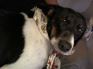 Raggle Dogs for adoption in Shakopee, MN, USA