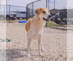 Great Pyrenees-Unknown Mix Dogs for adoption in Waco, TX, USA