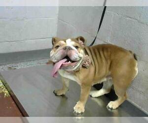 Bulldog Dogs for adoption in Atlanta, GA, USA