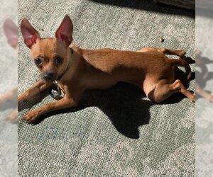 Chihuahua Dogs for adoption in SAINT CHARLES, IL, USA