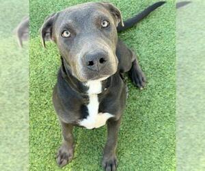 American Pit Bull Terrier-Unknown Mix Dogs for adoption in Houston, TX, USA