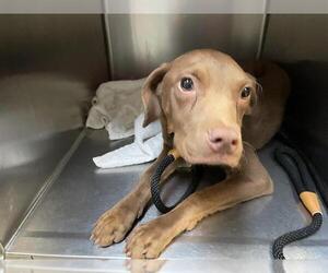 Vizsla Dogs for adoption in Pasadena, CA, USA