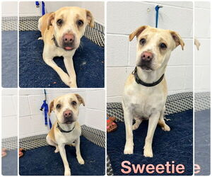 American Staffordshire Terrier-Labrador Retriever Mix Dogs for adoption in Pierceton , IN, USA
