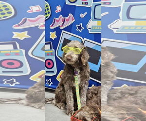 Poodle (Standard)-Unknown Mix Dogs for adoption in New London, WI, USA