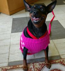 Miniature Pinscher Dogs for adoption in Bardstown, KY, USA