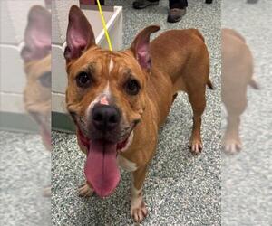 American Pit Bull Terrier Dogs for adoption in Salisbury, NC, USA