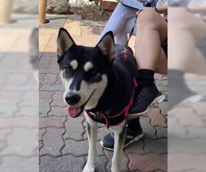 Siberian Husky-Unknown Mix Dogs for adoption in Rancho Cucamonga, CA, USA