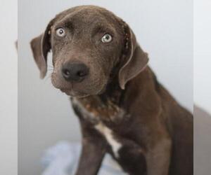Labrador Retriever-Unknown Mix Dogs for adoption in San Antonio, TX, USA