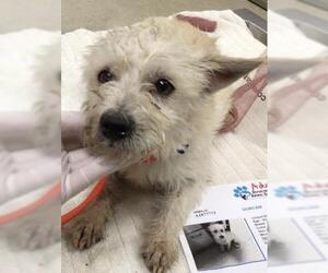 Mutt Dogs for adoption in Riverside, CA, USA